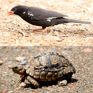 Small Five | Kruger Information | Lion Roar Safaris